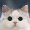 猫猫崽