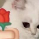 一杯冰美式