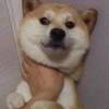 不可卷