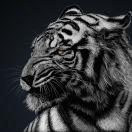 🐅