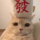 吃鱼干的猫.