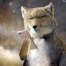 奇怪的藏狐增加了