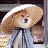 胧莫寒