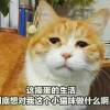 愿忺