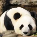 天狼