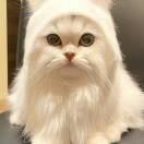 街猫