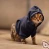 黑0 丶0猫