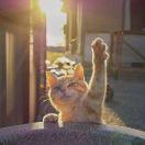 对方正在输入中