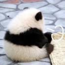 应图