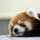 梦付千秋星垂野、