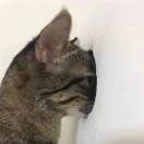 实诚