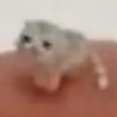 秋刀鱼