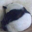 风语对你失望透了