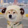 ༺ཌༀཉི✪ω✪༃ༀད༻
