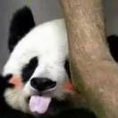 LTY