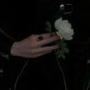 小王子的一缕青丝