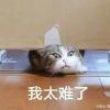 新用户