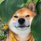 ōōē