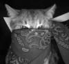 Evildoer