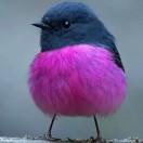 爱吃肉的树先生