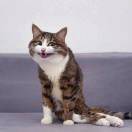 会飞滴猪儿虫