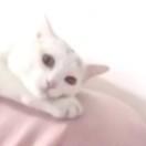 本心