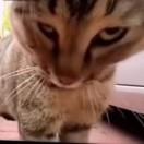林