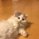 青树。