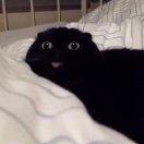 诣直