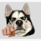 一只朴实无华的修狗