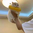 一颗苗