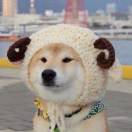哎