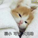 别吃那块猫饼干