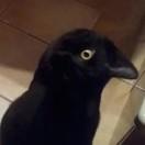 橙
