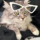 霞霞是猫猫