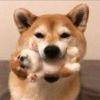 A灬君