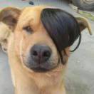 半醒的狐狸