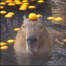 capybara