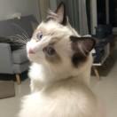 何以清尘