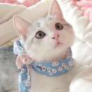 小猫
