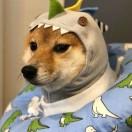 。。