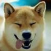双子