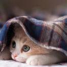 I 7🐱