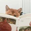 鹤