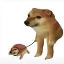 狗遛狗遛流六