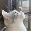 孟宸羽