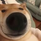 瑾