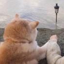 ʚ🐶ɞ