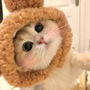 骑鱼过海的猫 -