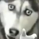 野七酨